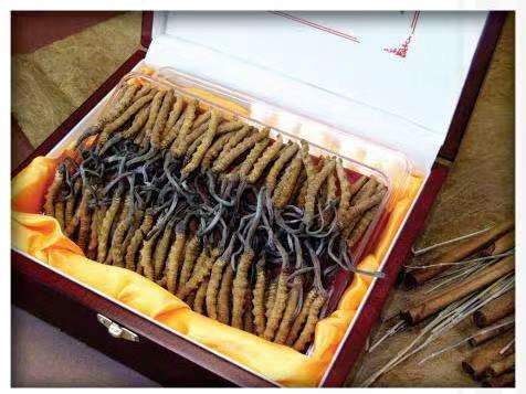 芮城冬虫夏草回收